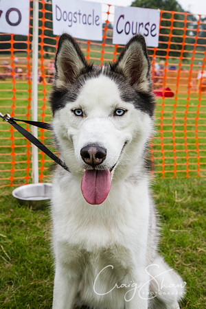 RSPCA Dog Day Afternoon