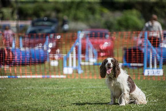 514_HebdenHappyHounds_2014_bluplanetphoto