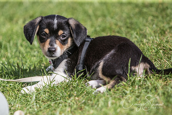 2094_K9Partyinthepark2014_RSPCAHalifax_bluplanetphoto