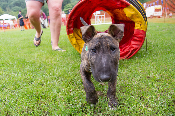 RSPCA Dog Day Afternoon