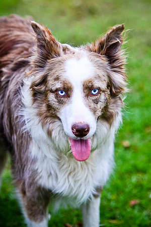Dog Portraiture