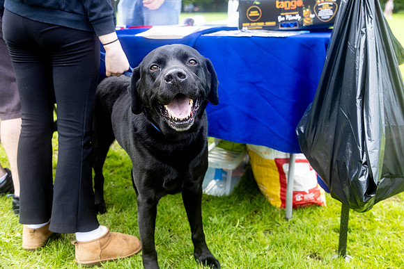 1619_HebdensHappyHounds2024_Cshaw-