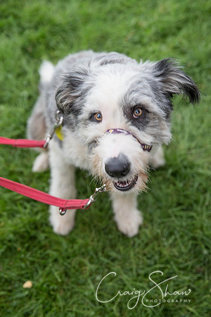 1552_Woofstock2016_craigshaw