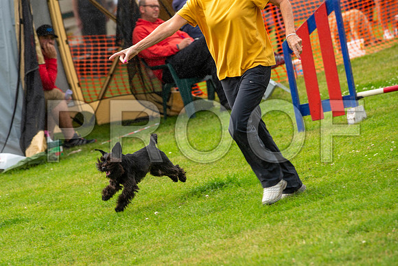 0419_SpringersFunDay2019_craigshawphoto