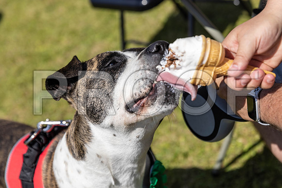 2182__PAWSFundogShow_July2022_cshaw