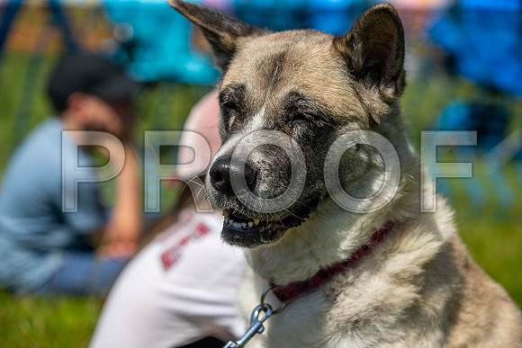 2315__PAWSFundogShow_July2022_cshaw