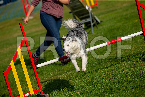0151_SpringersFunDay2019_craigshawphoto
