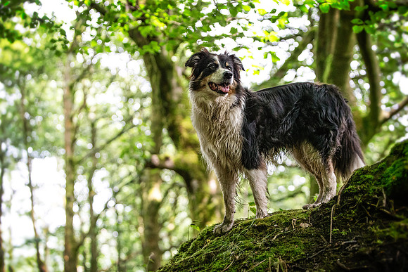 Dog Portraiture