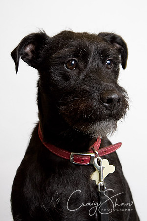 Vets4Pets RSPCA Fundraiser