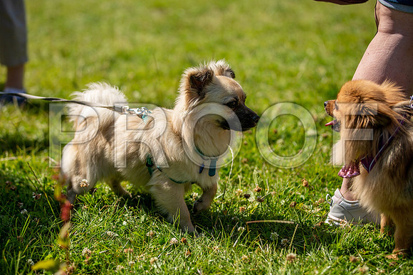 2832__PAWSFundogShow_July2022_cshaw