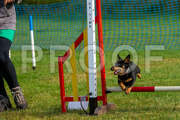 0084_SpringersFunDay2019_craigshawphoto