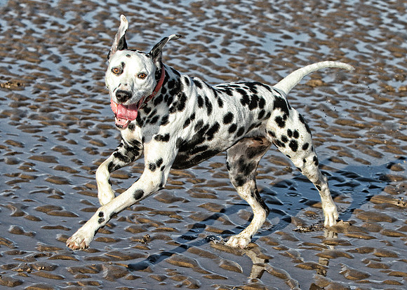 Dog Portraiture
