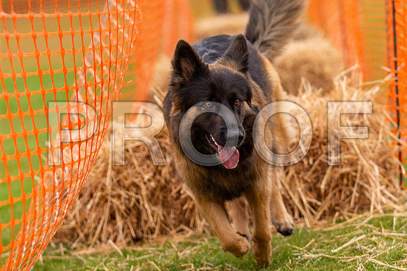 2146_SpringersFunDay2019_craigshawphoto