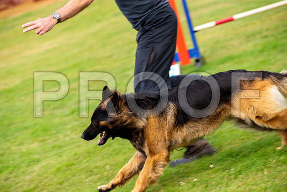 1142_SpringersFunDay2019_craigshawphoto