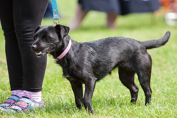 RSPCA Dog Day Afternoon