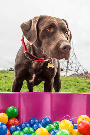 558_Woofstock2016_craigshaw