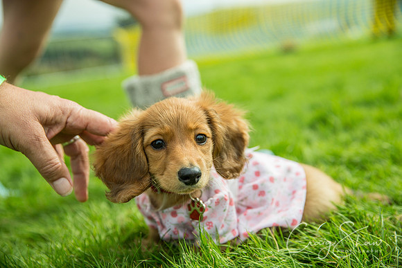 361_Woofstock2016_craigshaw