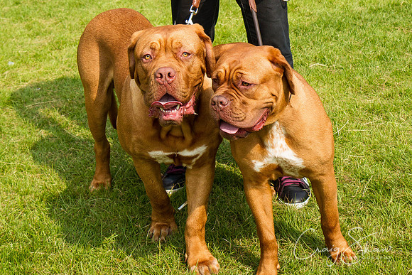 RSPCA Dog Day Afternoon
