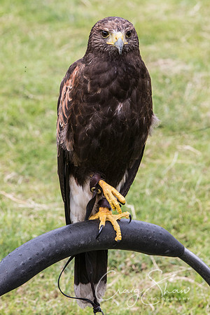 712_TodAgriculturalShow2014__bluplanetphoto