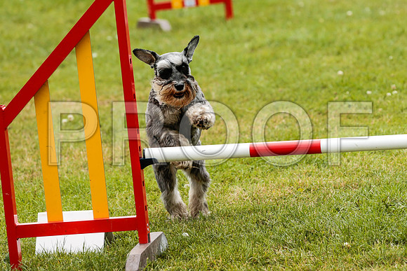 2681_SpringersFunDay2019_craigshawphoto