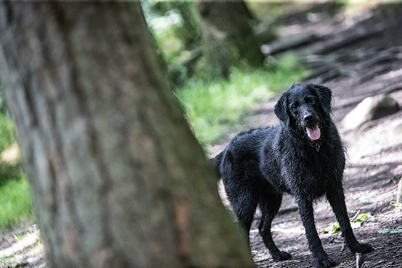 Dog Portraiture