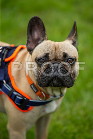 1806_SpringersFunDay2019_craigshawphoto