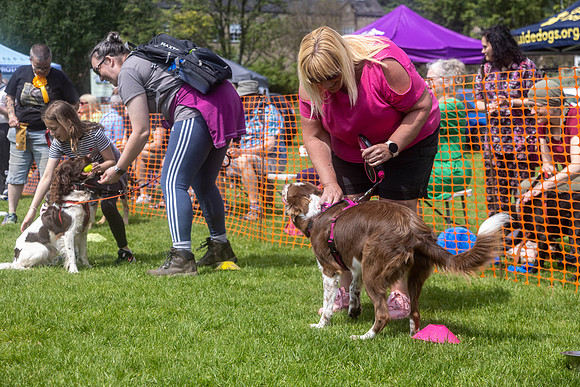 1862_HebdensHappyHounds2024_Cshaw-
