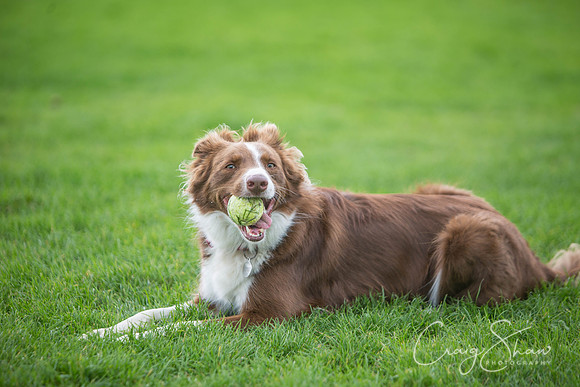 55_Woofstock2016_craigshaw