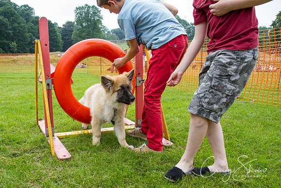 RSPCA Dog Day Afternoon