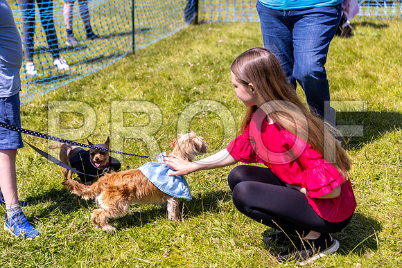1714__PAWSFundogShow_July2022_cshaw