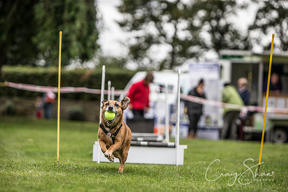 1398_BarkintheParkHuddersfield_2014_bluplanetphoto