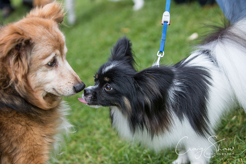 57_K9Partyinthepark2014_RSPCAHalifax_bluplanetphoto