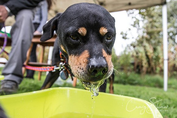 577_Woofstock2016_craigshaw