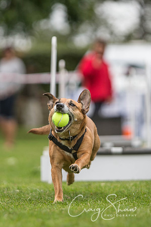 1336_BarkintheParkHuddersfield_2014_bluplanetphoto