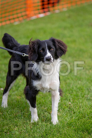 0986_SpringersFunDay2019_craigshawphoto