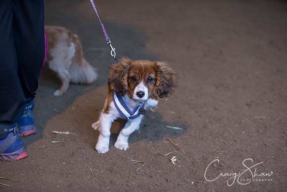 944_springfling2015_bluplanetphoto