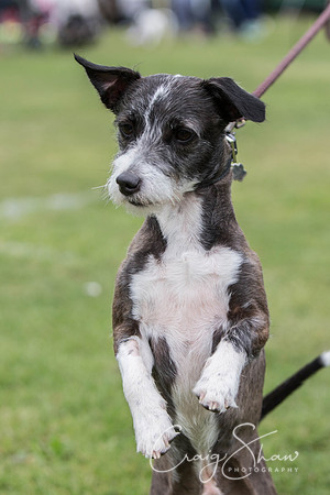 72_BarkintheParkHuddersfield_2014_bluplanetphoto