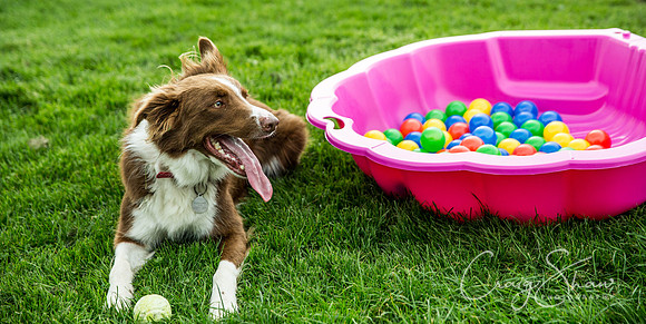 130_Woofstock2016_craigshaw