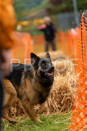 2123_SpringersFunDay2019_craigshawphoto