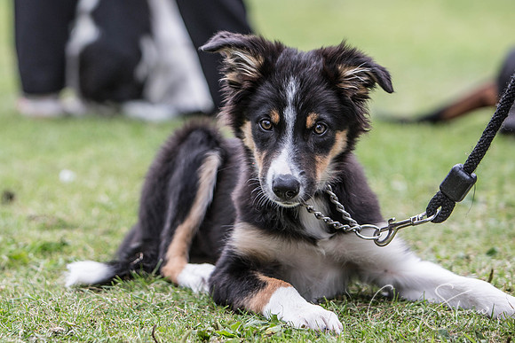 961_BarkintheParkHuddersfield_2014_bluplanetphoto