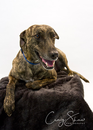 Vets4Pets RSPCA Fundraiser