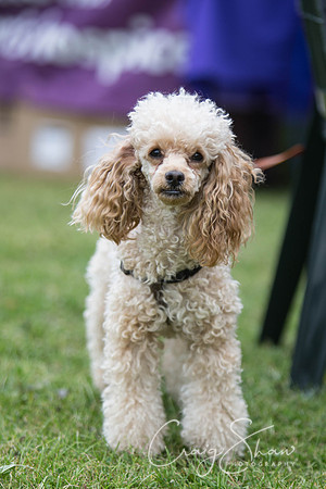 166_BarkintheParkHuddersfield_2014_bluplanetphoto