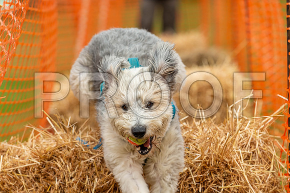 2219_SpringersFunDay2019_craigshawphoto