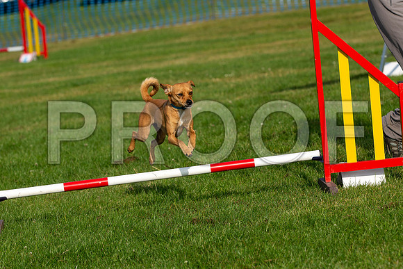 0113_SpringersFunDay2019_craigshawphoto