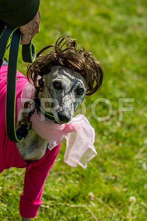 2203__PAWSFundogShow_July2022_cshaw