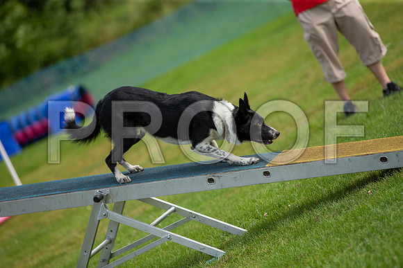0903_SpringersFunDay2019_craigshawphoto