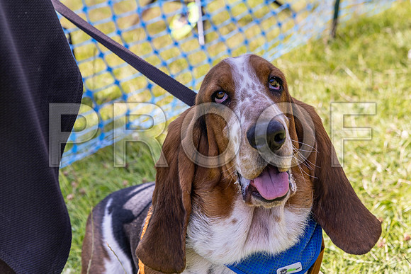 2078__PAWSFundogShow_July2022_cshaw