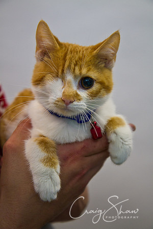 Vets4Pets RSPCA Fundraiser