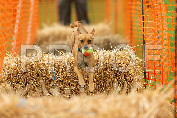2784_SpringersFunDay2019_craigshawphoto