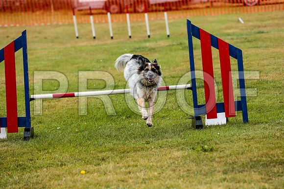 2590_SpringersFunDay2019_craigshawphoto